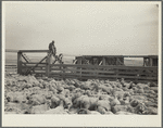 Shipping sheep out of drought area. Belfield, North Dakota