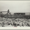 Shipping sheep out of drought area. Belfield, North Dakota