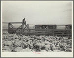 Shipping sheep out of drought area. Belfield, North Dakota