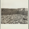 Shipping sheep out of drought area. Belfield, North Dakota