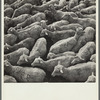 Sheep in stockyards awaiting shipment. Belfield, North Dakota