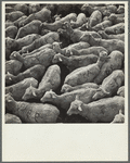 Sheep in stockyards awaiting shipment. Belfield, North Dakota