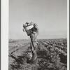 Boys help harvest community garden crop. Robstown, Texas. FSA (Farm Security Administration) camp