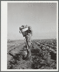Boys help harvest community garden crop. Robstown, Texas. FSA (Farm Security Administration) camp
