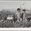 Boys help harvest community garden crop. Robstown, Texas. FSA (Farm Security Administration) camp