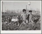 Boys help harvest community garden crop. Robstown, Texas. FSA (Farm Security Administration) camp