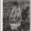 Harvesting spinach in community garden. FSA (Farm Security Administration) camp, Robstown, Texas