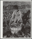 Harvesting spinach in community garden. FSA (Farm Security Administration) camp, Robstown, Texas