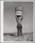 Harvesting spinach crop. Community garden, FSA (Farm Security Administration) camp, Robstown, Texas