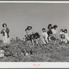 Harvesting spinach crop. Community garden, Robstown, Texas