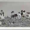 Harvesting spinach crop. Community garden, Robstown, Texas