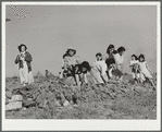 Harvesting spinach crop. Community garden, Robstown, Texas
