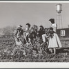 Harvesting spinach crop. Community garden, Robstown, Texas