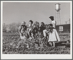 Harvesting spinach crop. Community garden, Robstown, Texas