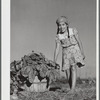 Harvesting spinach from community garden. Robstown FSA (Farm Security Administration) camp, Texas