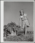 Harvesting spinach from community garden. Robstown FSA (Farm Security Administration) camp, Texas