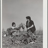 Harvesting spinach crop. Community garden, FSA (Farm Security Administration) camp, Robstown, Texas