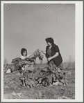 Harvesting spinach crop. Community garden, FSA (Farm Security Administration) camp, Robstown, Texas