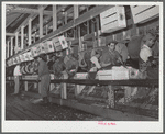 Robstown, Texas. Packing radishes