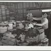 Robstown, Texas. Spinach in the packing plant