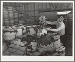 Robstown, Texas. Spinach in the packing plant