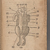 The dissection of a Capon after the Italian fashion