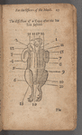 The dissection of a Capon after the Italian fashion