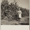 Fruit picker. Hernando County, Florida