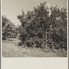 Picking tangerines. Brooksville, Florida. Polk County
