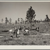 Planting slash pine on Withlacoochee Land Use Project, Florida