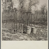 Dibbles and buckets, the tools used in planting young pine trees. Withlacoochee Land Use Project, Florida