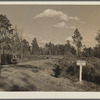 Roads built through the conserved area make fire control easier. Withlacoochee Land Use Project, Florida