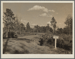 Roads built through the conserved area make fire control easier. Withlacoochee Land Use Project, Florida