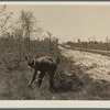 Newly-planted pine trees protected by fire break and fence on right. Withlacoochee Land Use Project, Florida