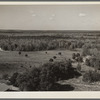 View of the reforestation area on the Withlacoochee Land Use Project, Florida. The light patches of forest are blackjack oak weed tree which is to be replaced by pine