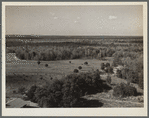 View of the reforestation area on the Withlacoochee Land Use Project, Florida. The light patches of forest are blackjack oak weed tree which is to be replaced by pine