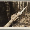 Wood chewed by beavers. Resettlement Administration land use project, Macon County, Alabama. Tuskegee Project