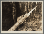 Wood chewed by beavers. Resettlement Administration land use project, Macon County, Alabama. Tuskegee Project