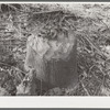 Tree chewed by beavers. Tuskegee Project, Alabama