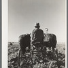 Sugar beet lifter. Adams County, Colorado