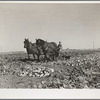 Farmer driving sugar beet lifter. Adams County, Colorado