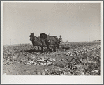 Farmer driving sugar beet lifter. Adams County, Colorado