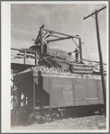 Loading freight cars for the factory at sugar beet dump. Adams County, Colorado