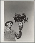 August Ehlen, farmer, with sugar beet. Adams County, Colorado