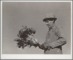 August Ehlen, farmer, with sugar beet. Adams County, Colorado