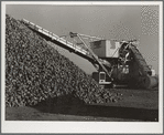 Machine for unloading sugar beets from farmers' trucks at railroad. Adams County, Colorado