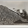 Sugar beets are piled up at railroad before loading freight cars. Adams County, Colorado