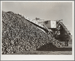 Sugar beets are piled up at railroad before loading freight cars. Adams County, Colorado