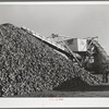 Sugar beets are piled up at railroad before loading freight cars. Adams County, Colorado