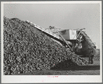 Sugar beets are piled up at railroad before loading freight cars. Adams County, Colorado